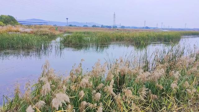 自然之美!初冬的芦苇花,蟠龙河畔一道亮丽的风景线!