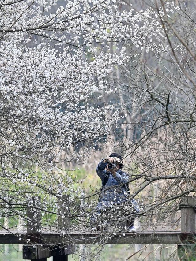 赏花何必等春！这个冬天，成都花儿都开men了→