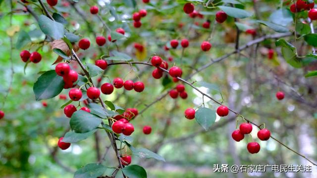 秋色烂漫，果趣正浓民防公园的“秋日小精灵”上线啦