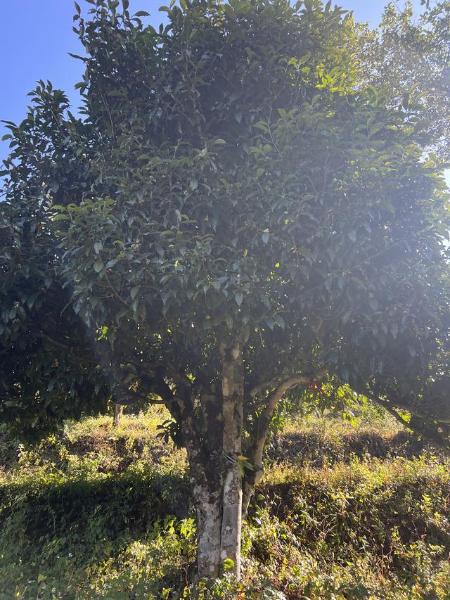 封老爷茶：百年滇茶迎京客 茶旅融合启新程