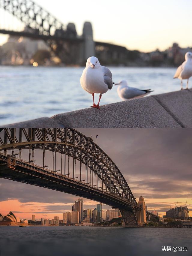 在塔斯马尼亚岛做小探险家