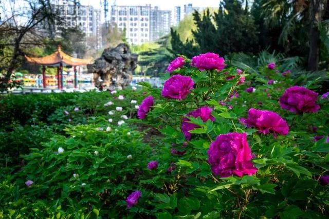 太期待了！接下来的洛阳，是这样的...