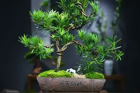 家家都要有的6种“长命树”，没钱也要养一棵，养人增寿，旺全家图片