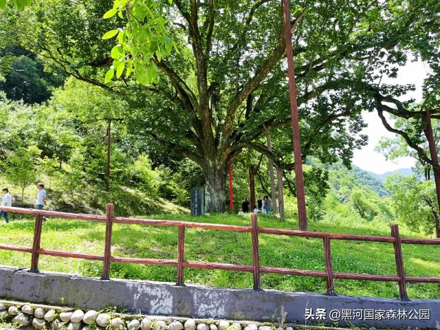 西安人的夏日消暑指南,黑河的清凉山水比空调更治愈→