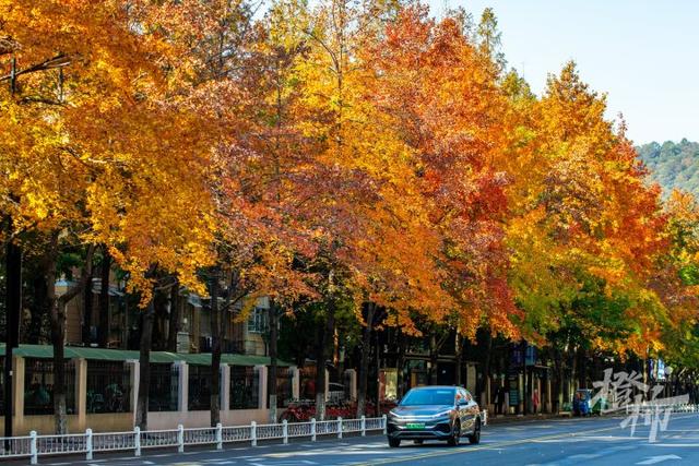 杭州最近美“枫”了，红枫和鸡爪槭还“傻傻分不清楚”？