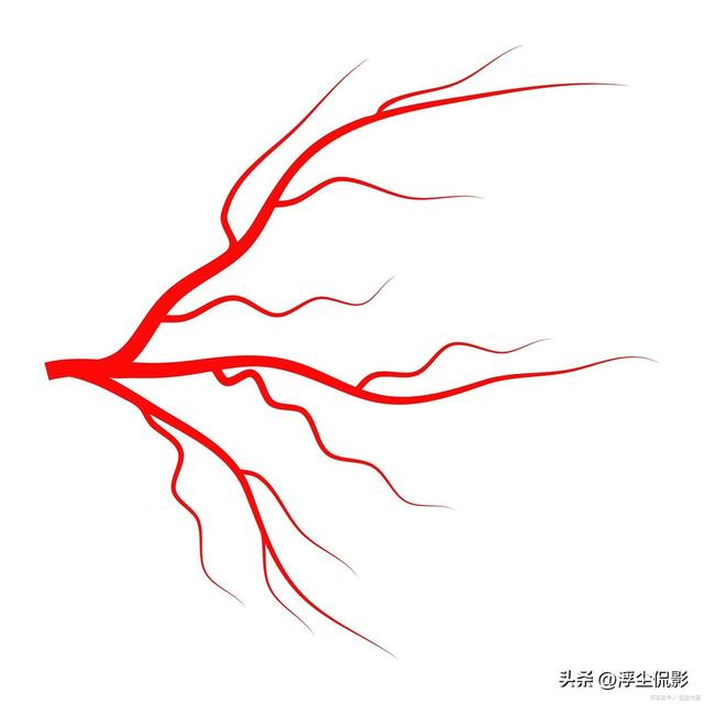 血液循环一次只需60秒