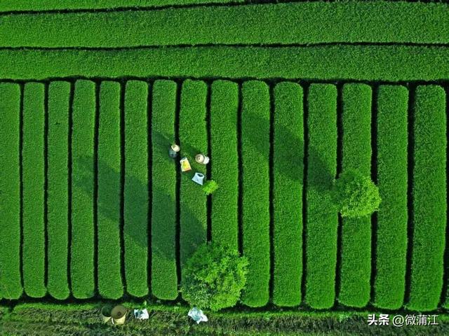 “骑”遇惊喜，快来成都蒲江“醉氧”绿道，开启你的追风之旅！