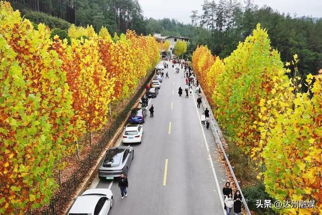 梧桐“染金”！初冬的万源风景如画
