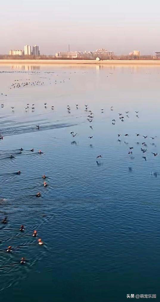 洛浦县水域现奇观，金色阳光如丝绸，绿头鸭嬉戏悠然自得