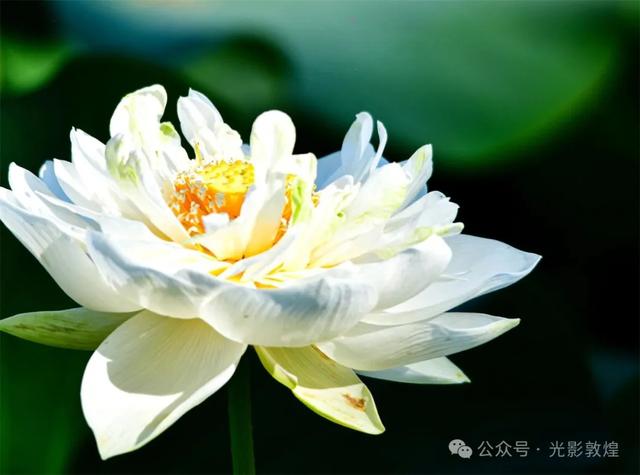 早晚凉风习习,敦煌党河风情线赏荷浪漫且惬意