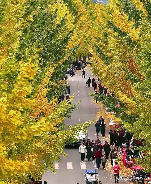 成都彭州被低估的场镇，3公里银杏长廊超级壮观，公交车直达！