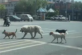 “衡水F4”爆火，原是4条狗狗有秩序的过马路，被网友们刷屏了！图片