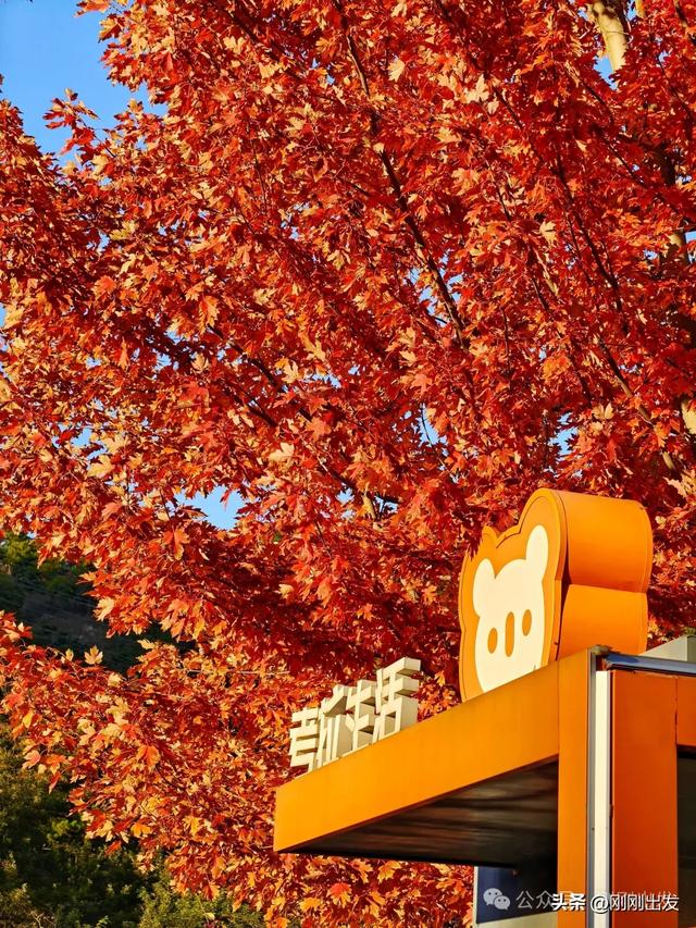 公交直达，大连这个免费公园枫叶正当时，赏秋好地方