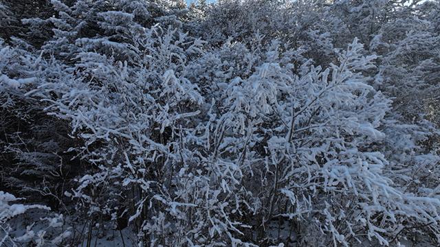 武山县太皇山：雪松琼枝绽冬韵