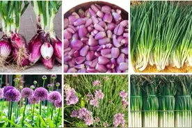 “算哪根儿葱”第一篇：火葱、四季小香葱、虾夷葱、沙葱、大葱。图片
