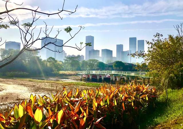 美篇:枫 叶 红 了