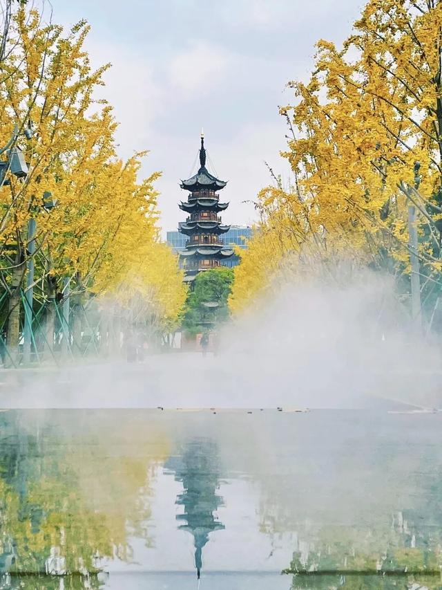 被徐汇秋天“落叶画”硬控！这就出门捡叶子去