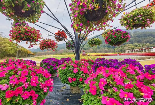 佛山市民国庆出游不用出家门，三水这个花主题景区将游客拉回春天