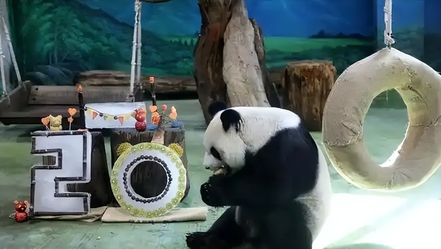 胆大包天！台当局要将中国国宝献给日本？国台办撂下狠话