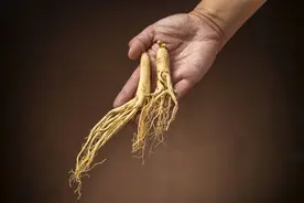绝了！掌握这套方法，人参种植不再难！图片