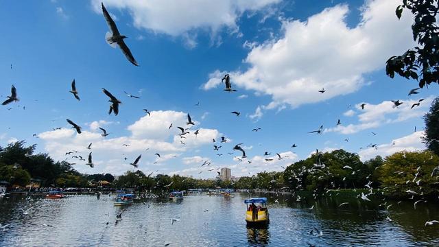 昆明真糊涂啊！这六个堪比 AAAAA 级的景点！赏花很美赶快宣传吧！