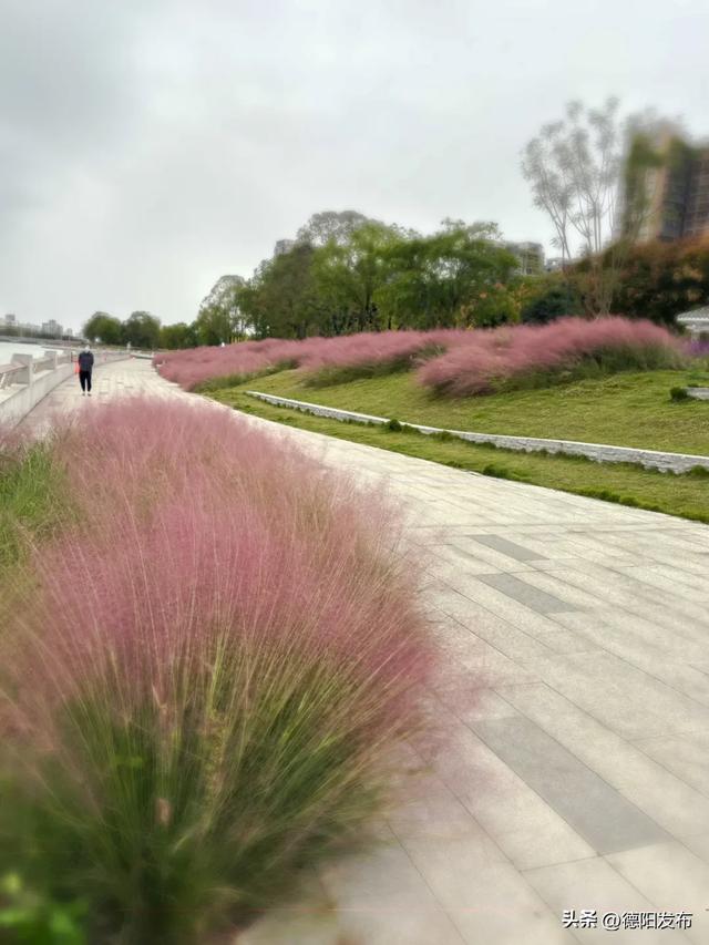好美!已到最佳观赏期!又被德阳圈“粉”了