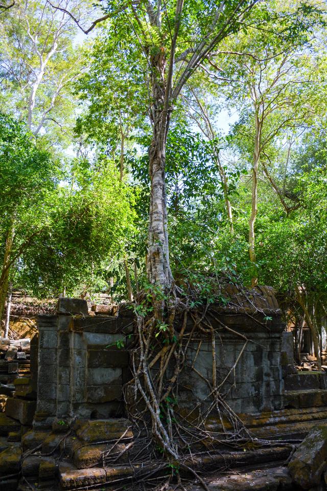 柬埔寨免签冲这处！崩密列的丛林废墟，比吴哥窟更野更出片