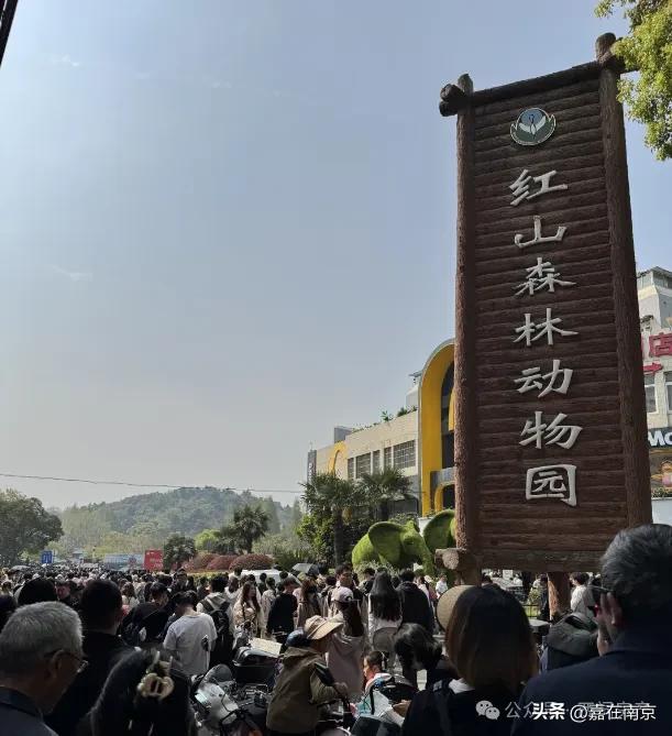 规划要改！刚刚，南京顶流网红景点，大动作！