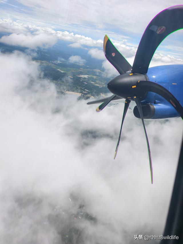 马来西亚(31)砂拉越州⑤姆鲁山canopy树冠高空漫游