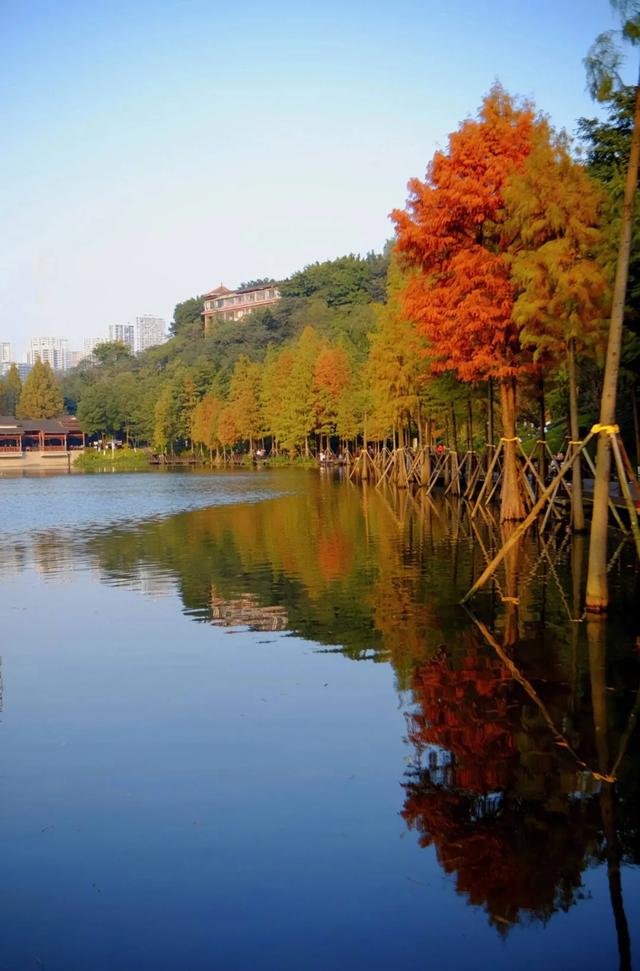 收藏!2025重庆最全赏秋地图出炉,这些私藏秘境美到犯规!