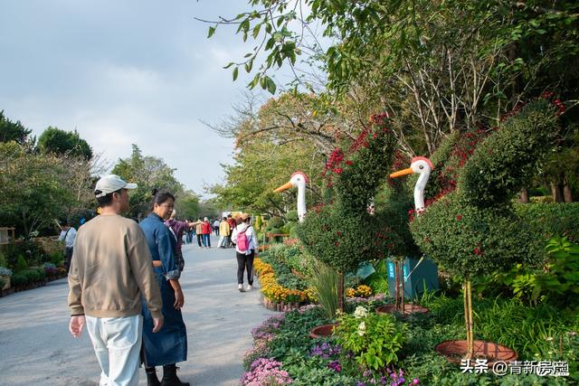 先睹为快！2025青岛中山公园第41届菊展将于本周六启幕