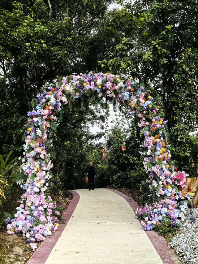 走进海南白沙阜龙乡白准村：山巅花海铺就红色长廊