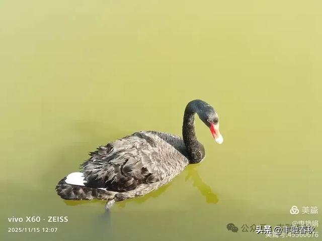 苇风载秋,鹤影映波——河北黄骅南大港湿地的初冬漫游| 申艳娟