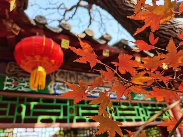 开封，即将迎来一年中最美的时节！