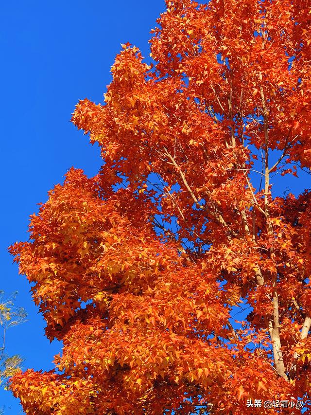 秋霜寒，秋叶艳，秋林醉，在家乡小城，邂逅一场姗姗来迟的秋景