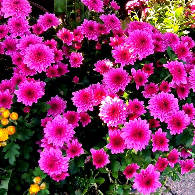 中山公园的菊花