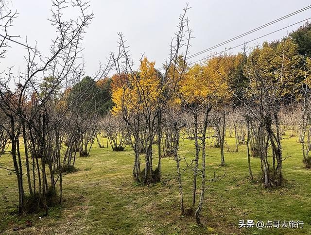 成都城市中的草原牧场，彩林比阿勒泰还美，公交车地铁直达！