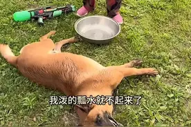一位奶奶和狗玩泼水，往其身上泼开水，狗子躺地不起来，令人震惊图片