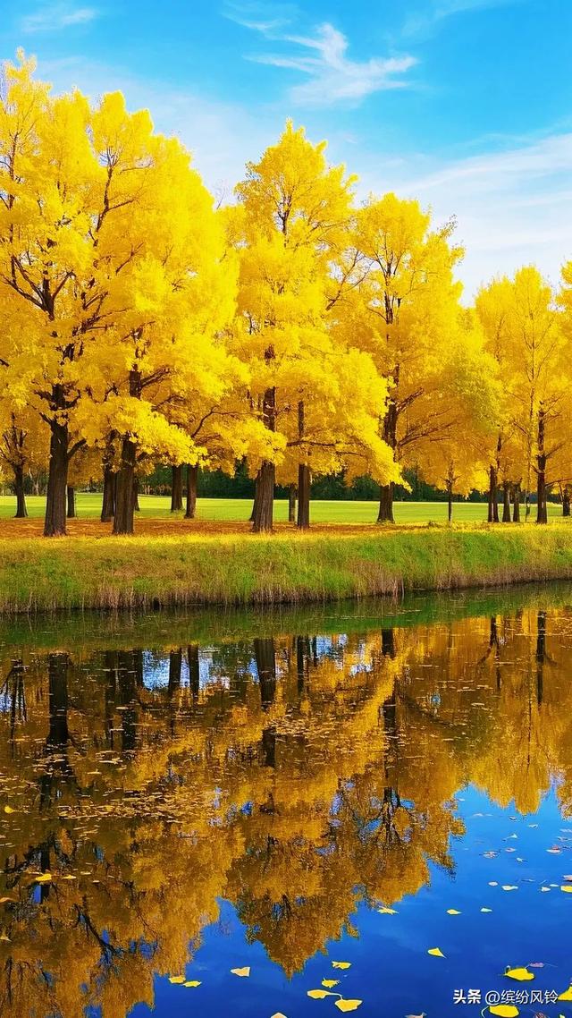 银杏将满树金黄泼洒向天空