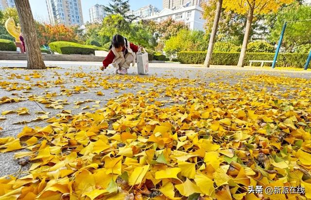 立冬已至，潍坊的秋意仍浓，这里的风景绝美