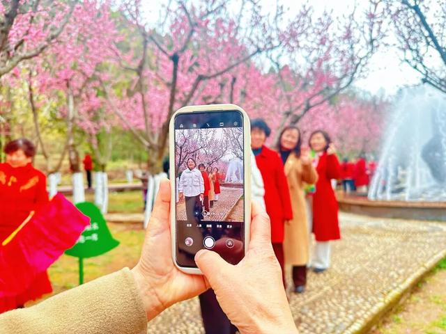暗香浮动报春归！徽县州主山梅花悄然绽放，邀您共赴春日之约