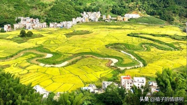 七十响礼炮震彻都安，千层岭间漫卷乡愁：七秩辉煌，你我共见