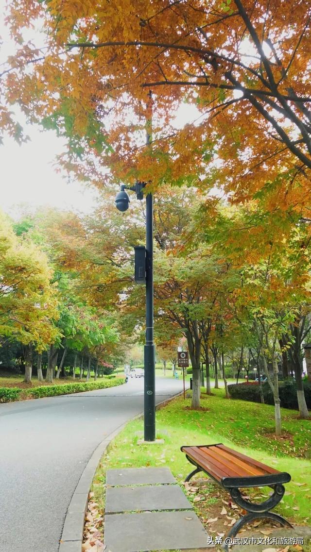 啊“秋”，彩林已上线，快收下这份斑斓！