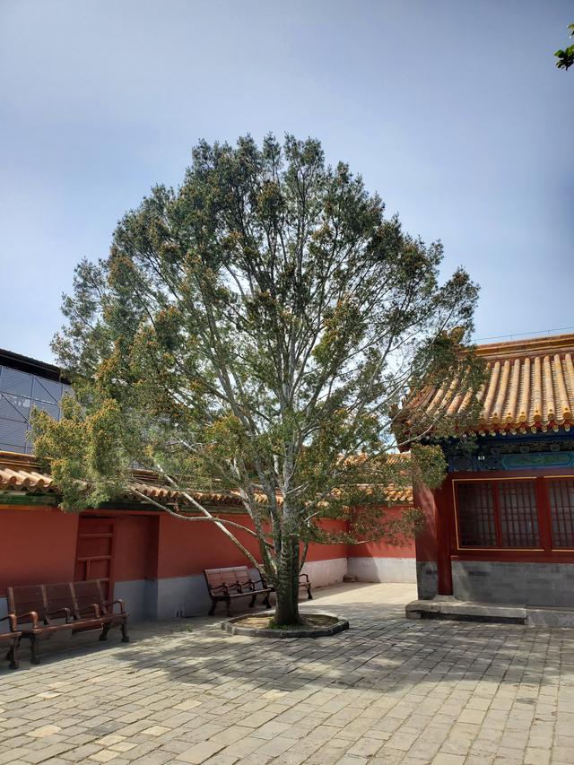 白皮松：才是皇家园林的终极审美