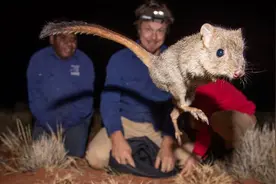 过度保护成伤害？迷你袋鼠重新引入澳洲保护区，保护太好竟退化了图片