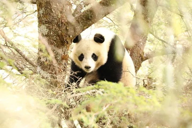和大熊猫贴贴这一块，雅安还是太权威了！