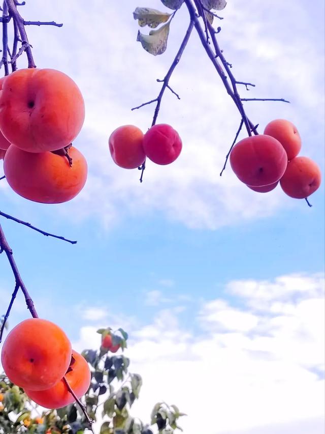 桂林：不入柿园，怎知秋色几许！