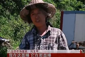 东北女子与蛇同居15年，家庭变蛇窝相互陪伴：它睡这头，我睡那头图片