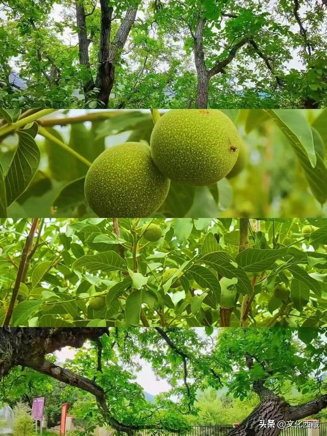 夏日避暑，西藏这里赢麻了!