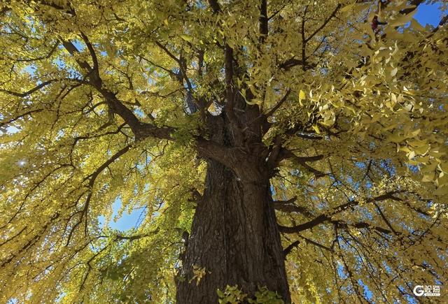 满树金黄！青岛这棵千年银杏已进入最佳观赏期
